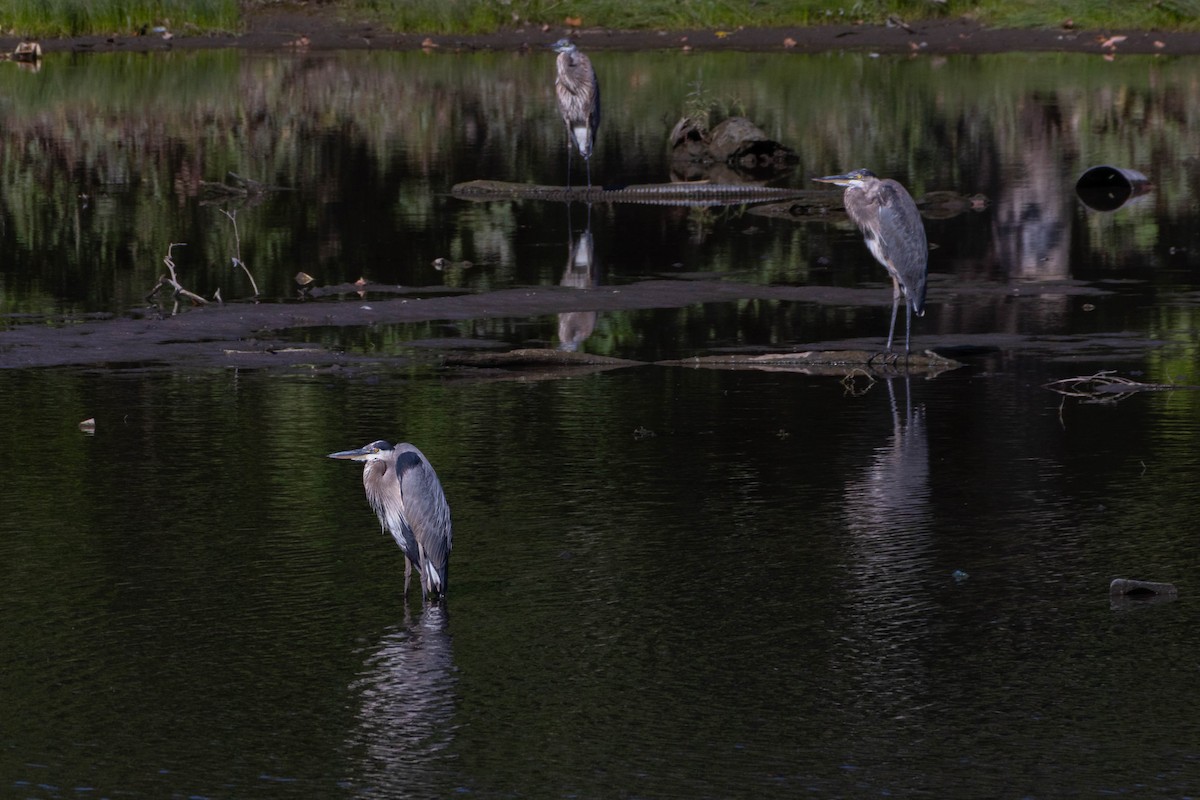 Great Blue Heron - ML642047025