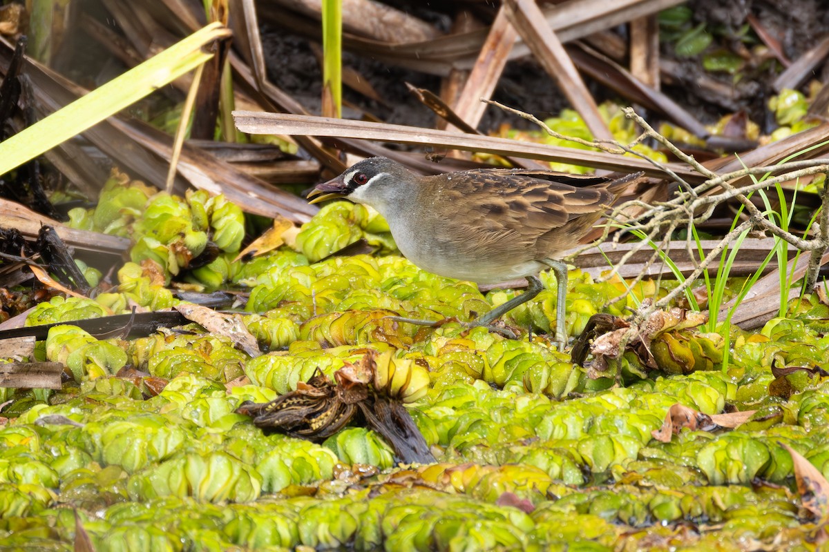 White-browed Crake - ML642047026