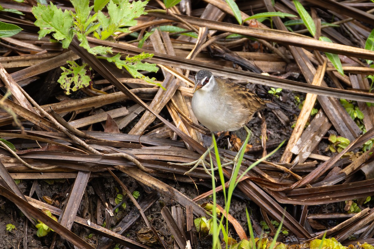White-browed Crake - ML642047027