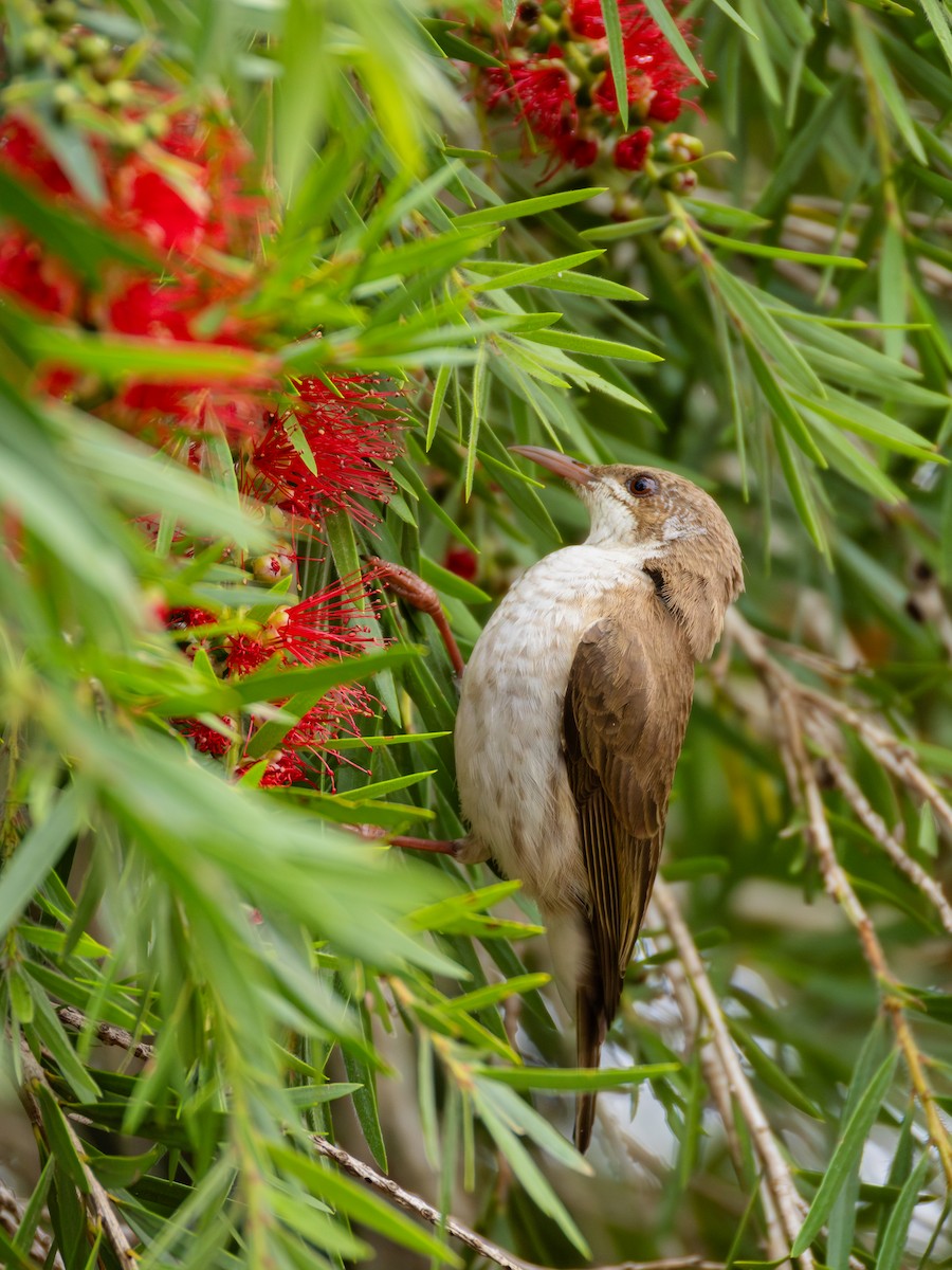 Brown-backed Honeyeater - ML642047042