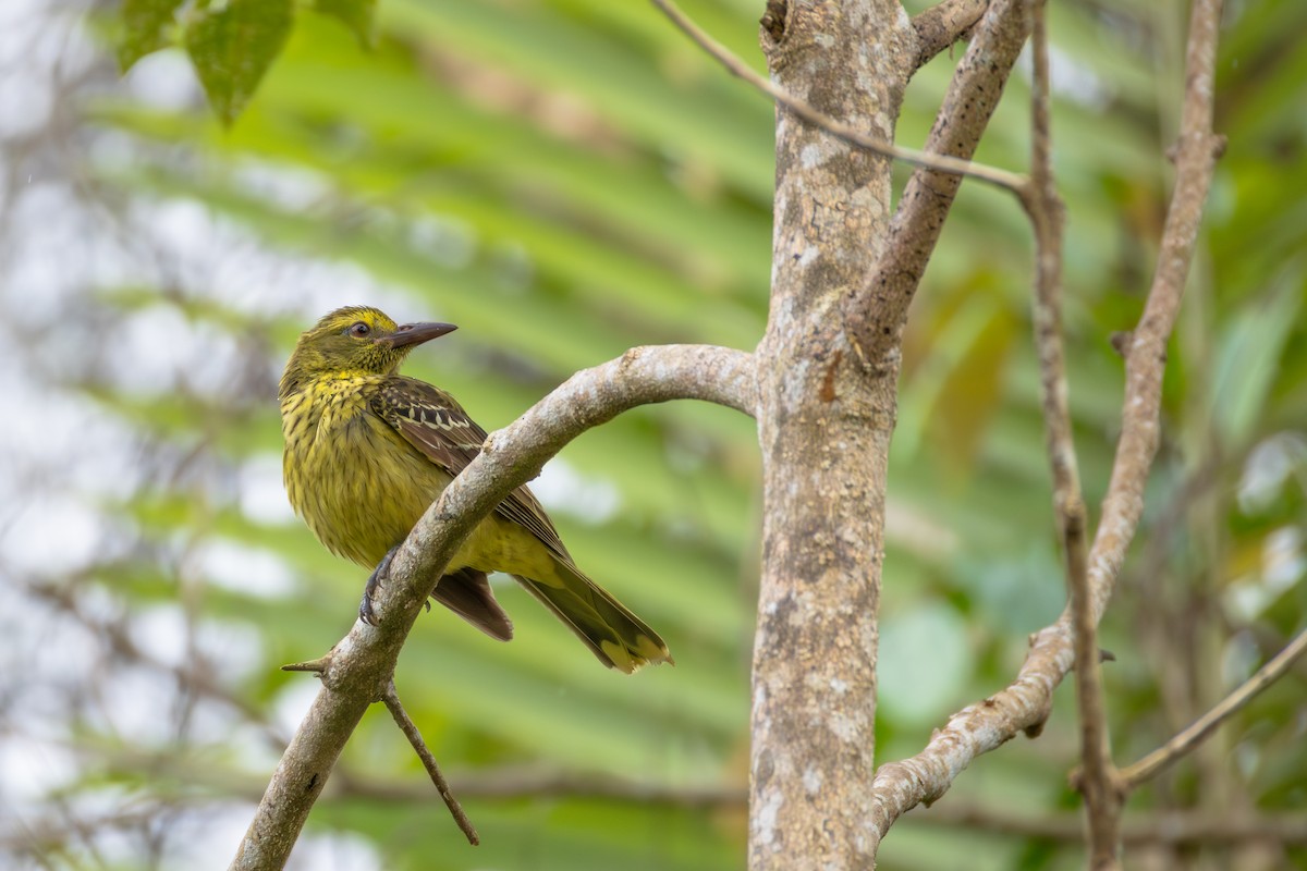 Green Oriole - ML642047052