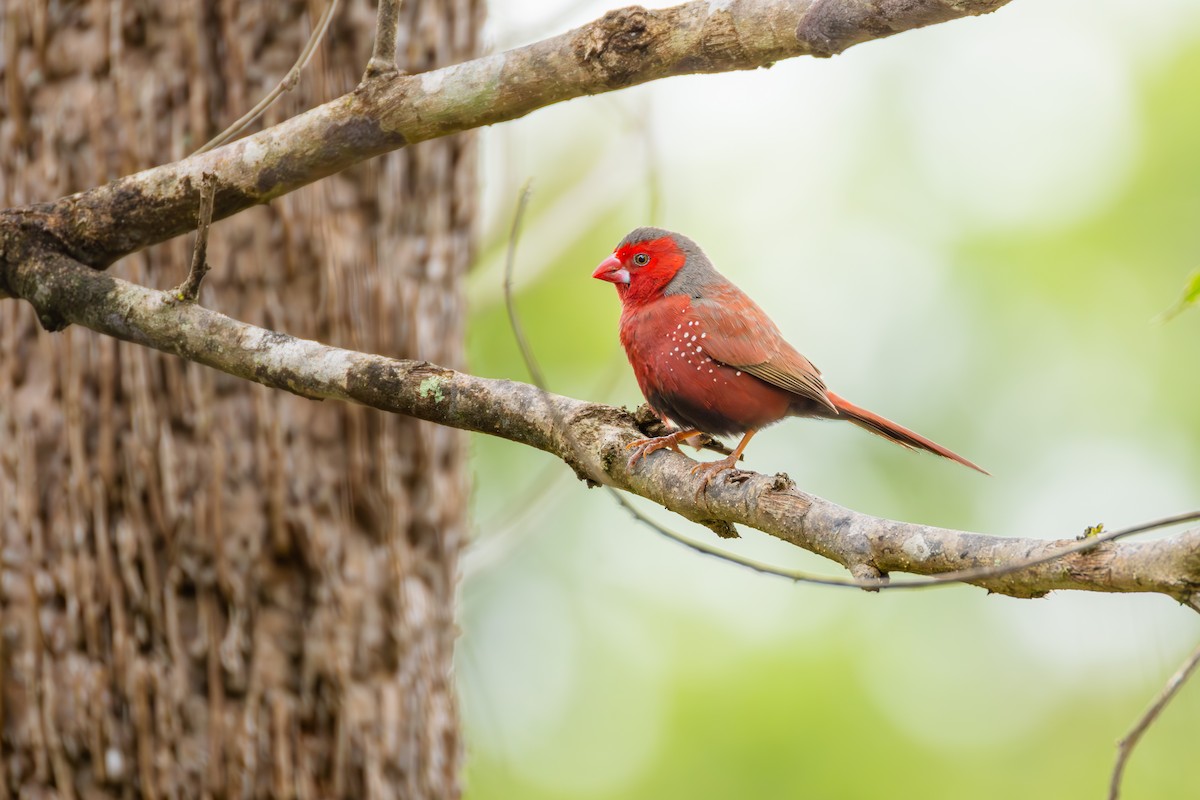 Crimson Finch - ML642047057