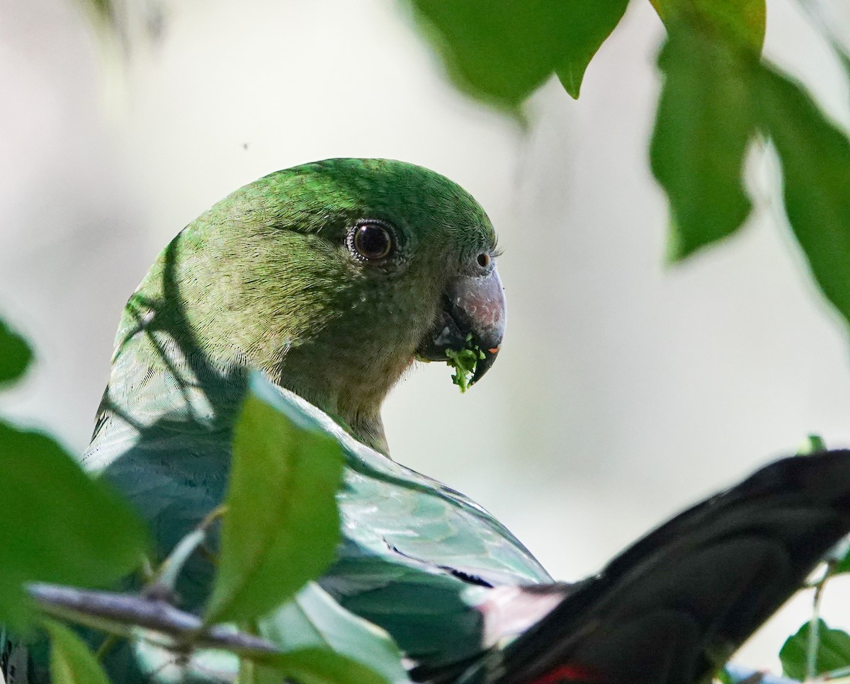 Australian King-Parrot - ML642047058
