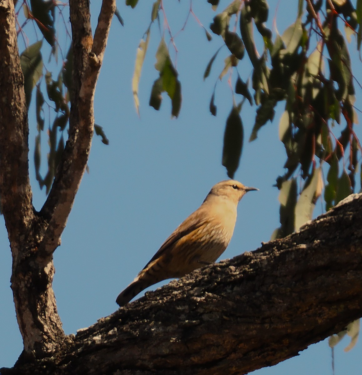 Brown Treecreeper - ML642047061