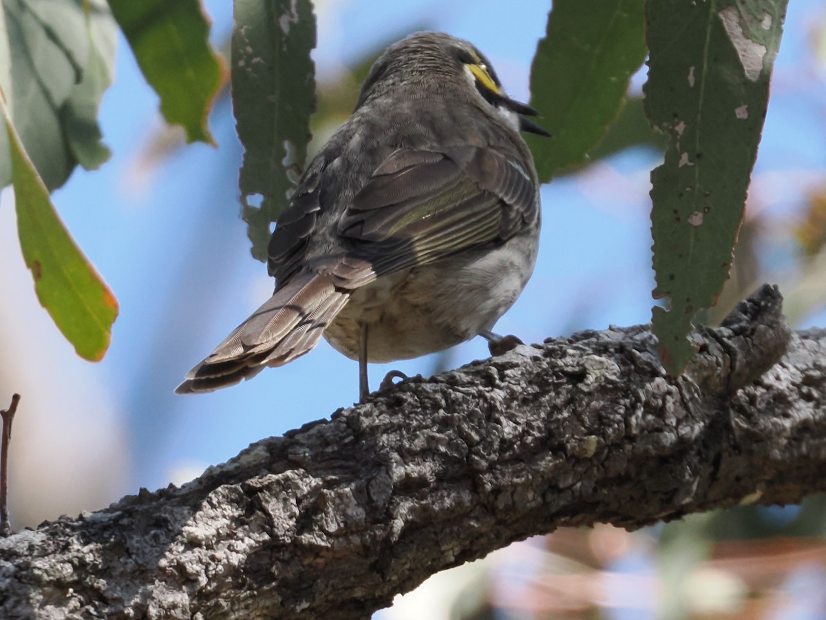 Yellow-faced Honeyeater - ML642047067