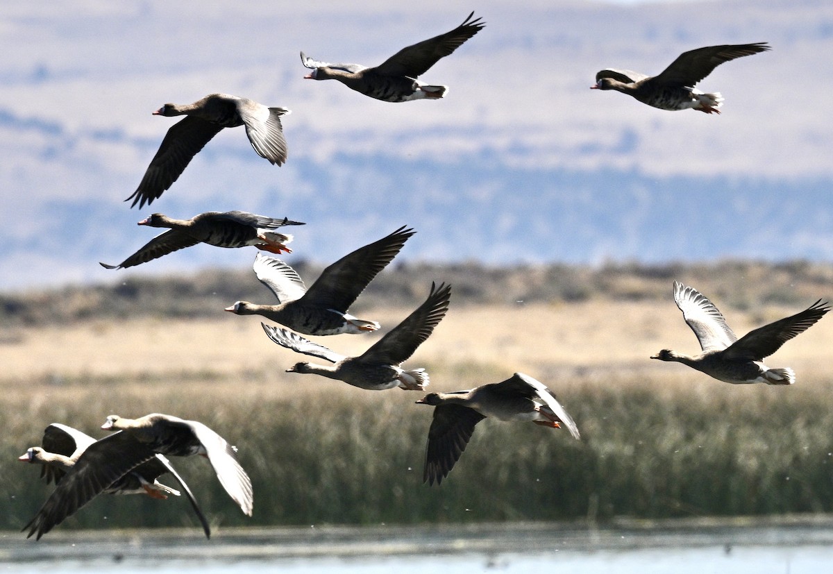 Greater White-fronted Goose - ML642047078