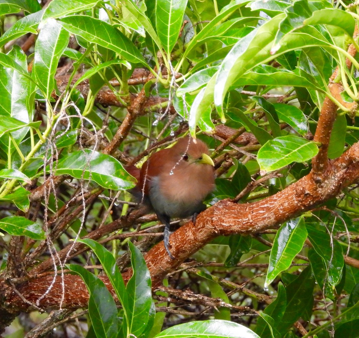 Sincap Guguğu (thermophila) - ML642047092