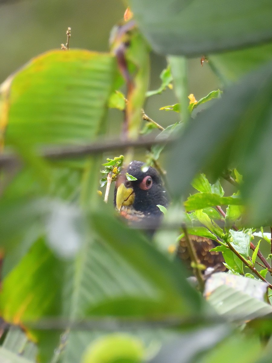 Bronze-winged Parrot - ML642047119