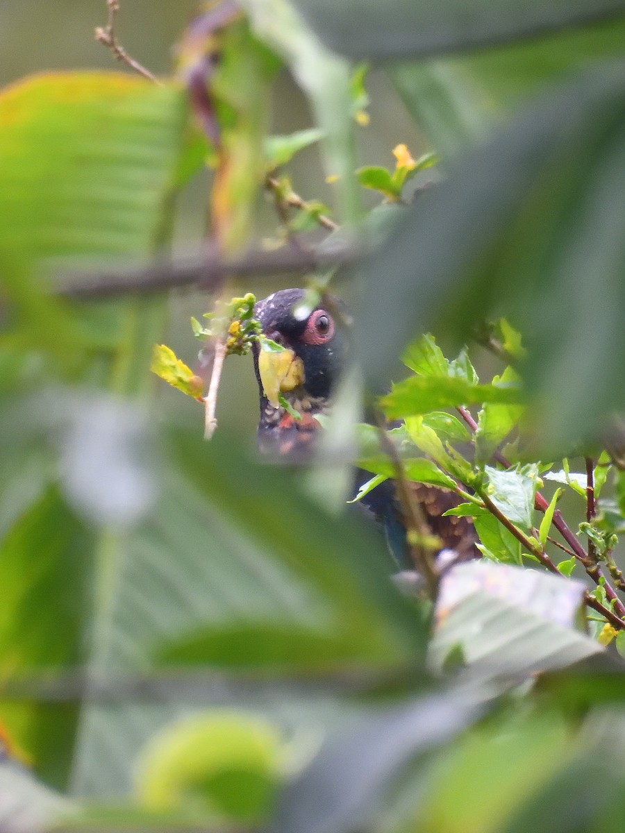 Bronze-winged Parrot - ML642047120
