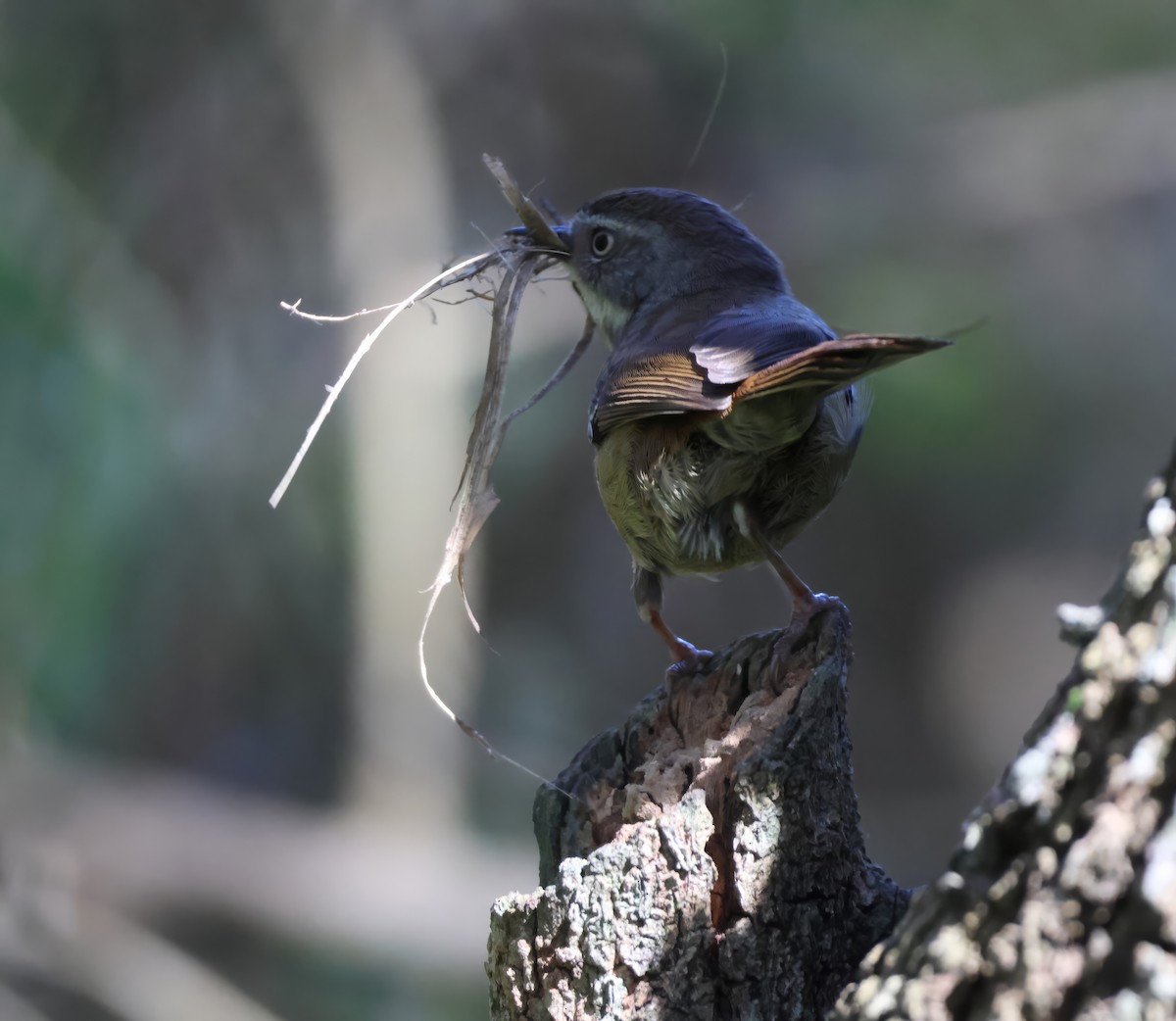 White-browed Scrubwren - ML642047123