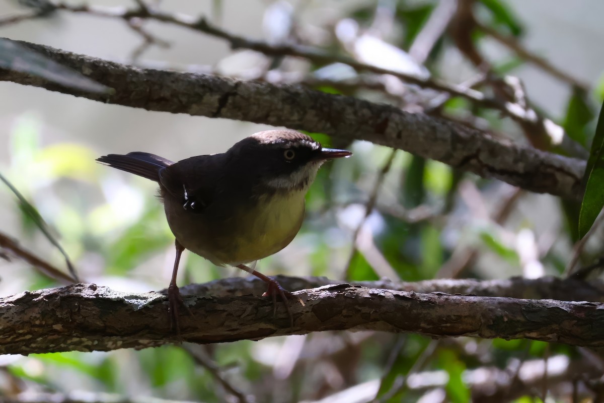 White-browed Scrubwren - ML642047124
