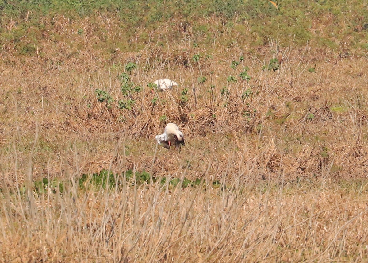 Maguari Stork - ML642047130