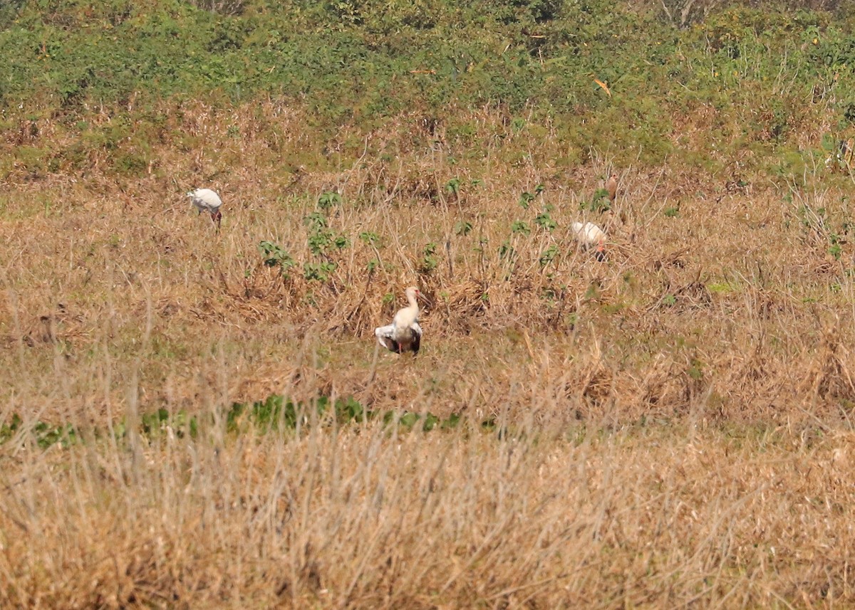 Maguari Stork - ML642047131