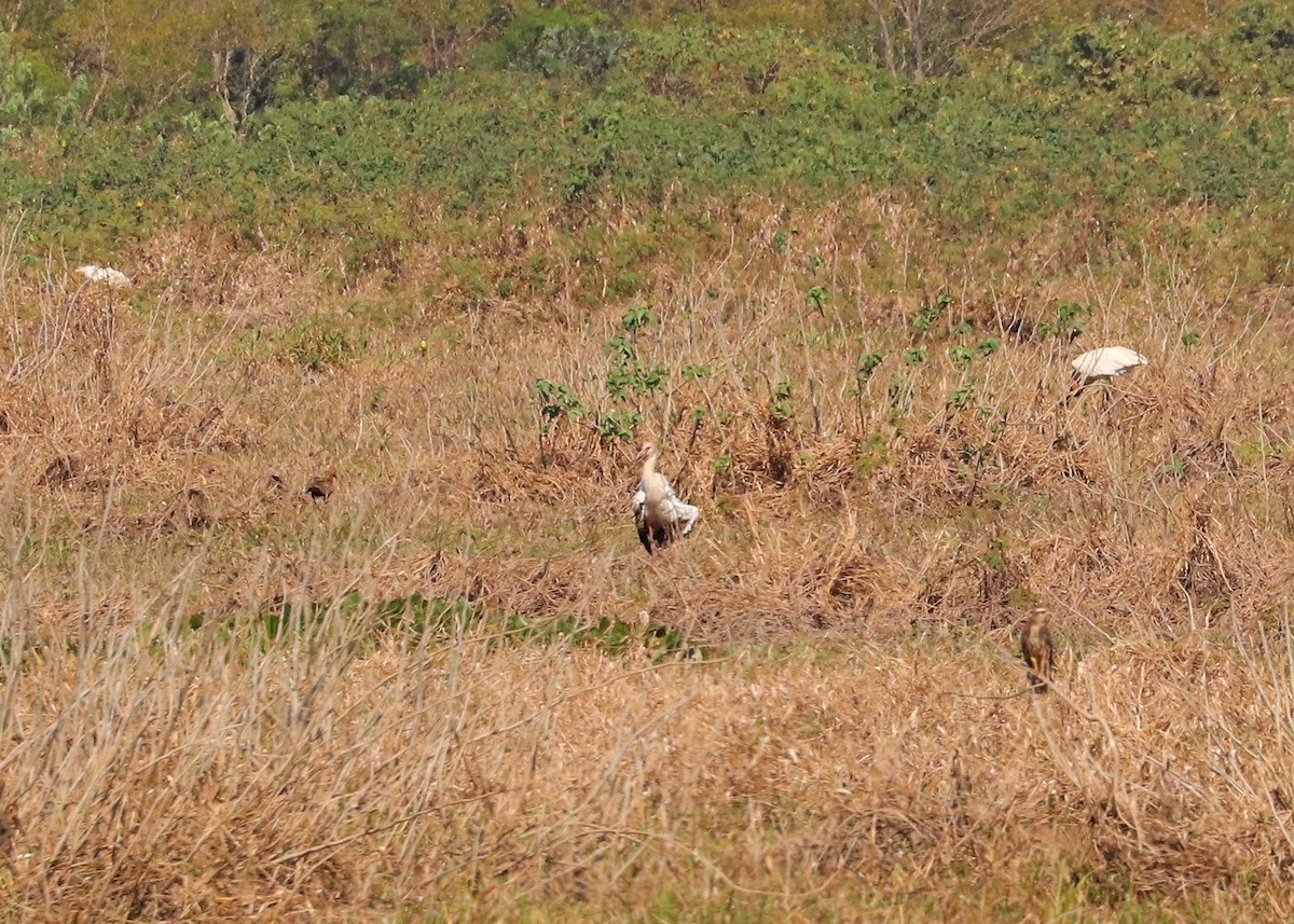 Maguari Stork - ML642047132