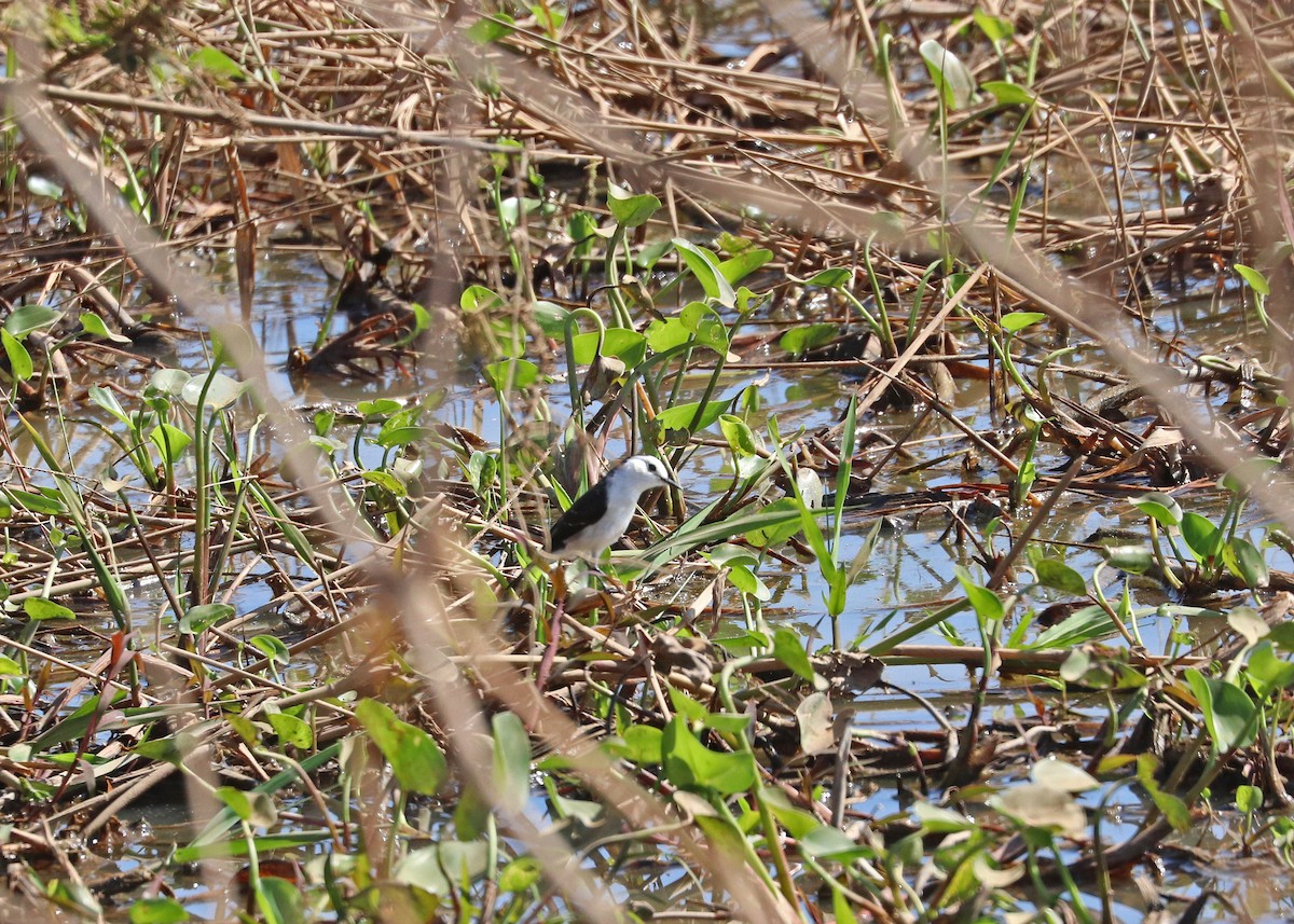 Black-backed Water-Tyrant - ML642047133