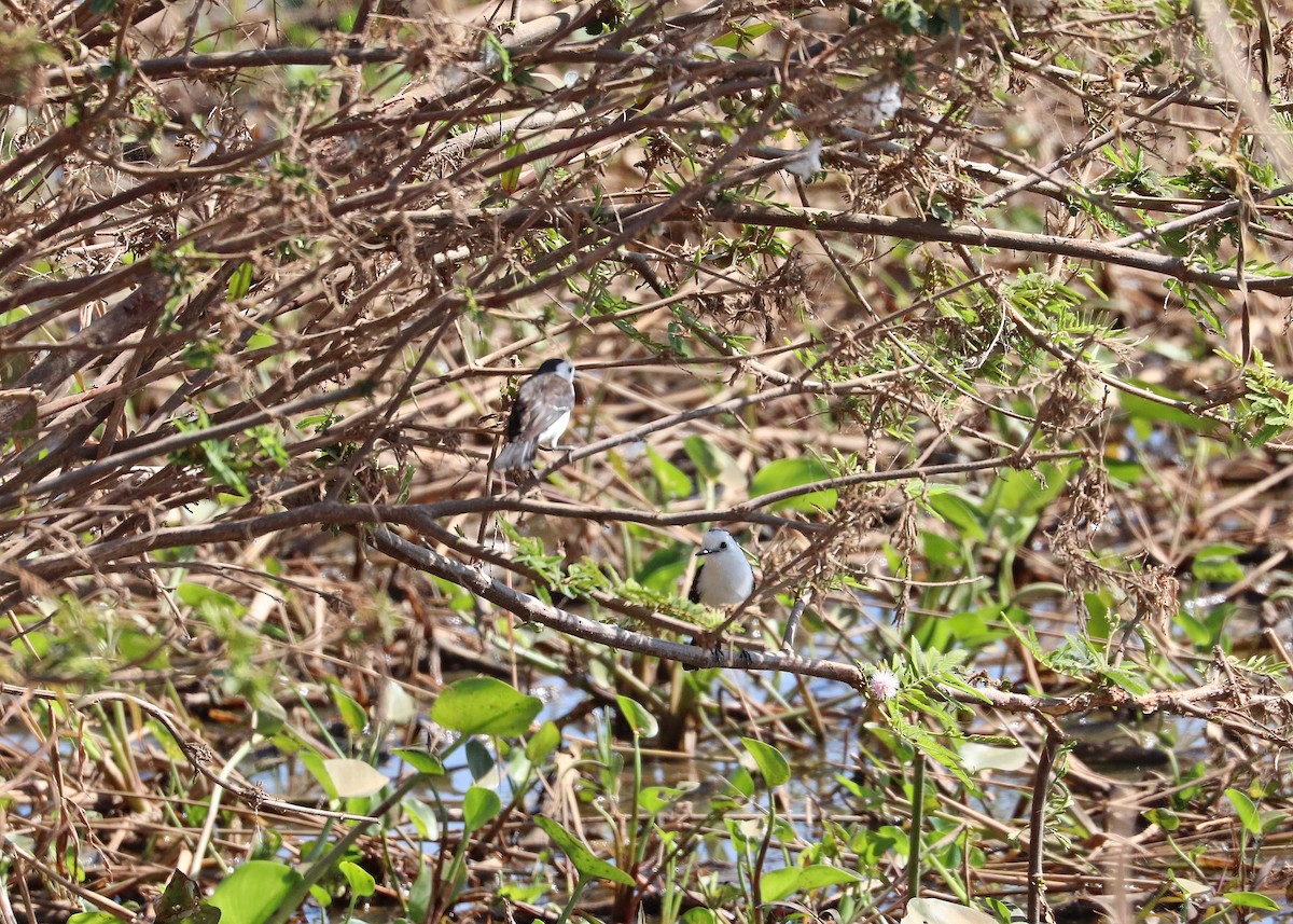 Black-backed Water-Tyrant - ML642047134