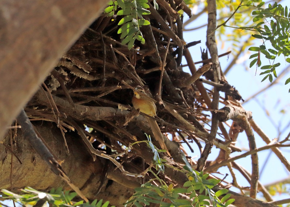 Chotoy Spinetail - ML642047159