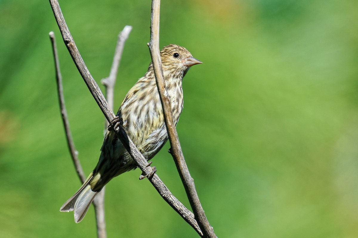 Pine Siskin - ML642047164