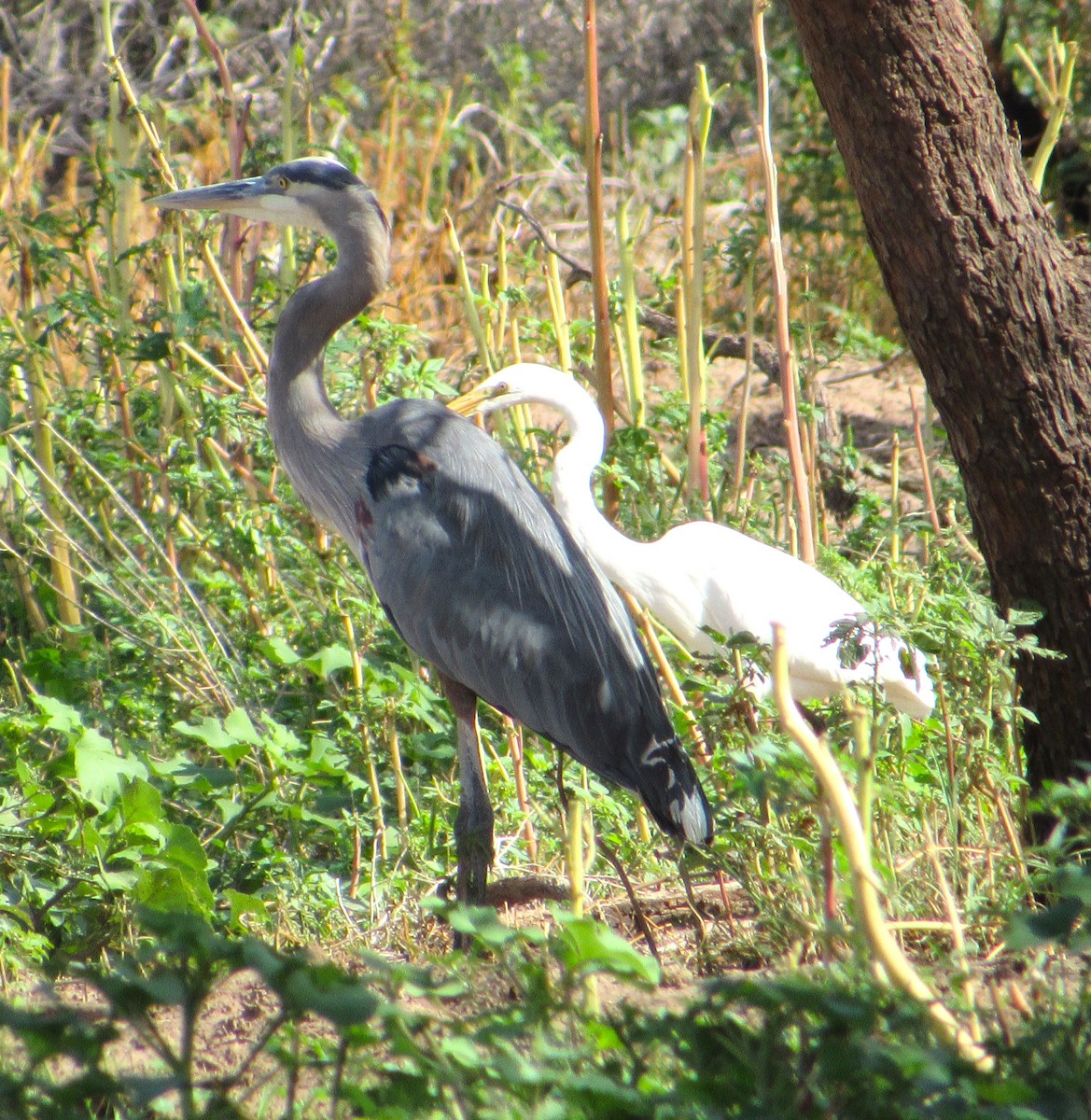 Great Blue Heron - ML642047171