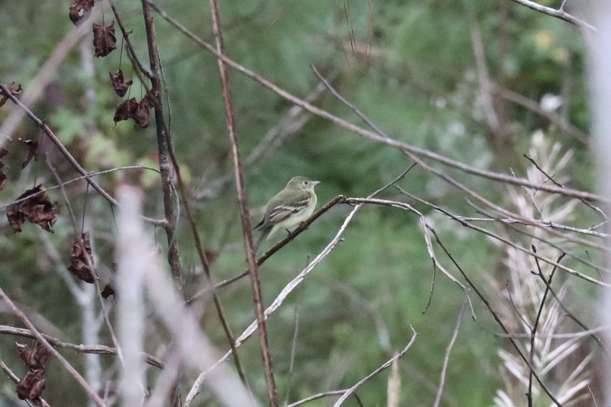 Acadian Flycatcher - ML642047174