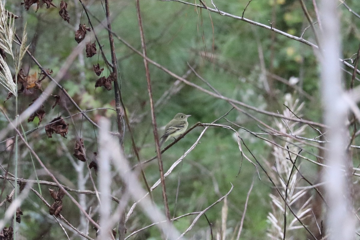 Acadian Flycatcher - ML642047175