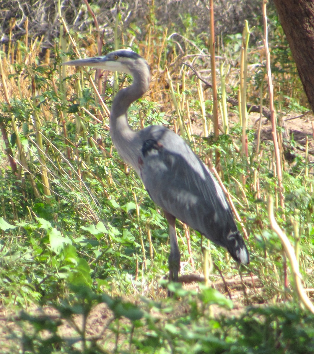 Great Blue Heron - ML642047176