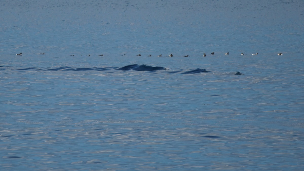 Common Murre - ML642047185