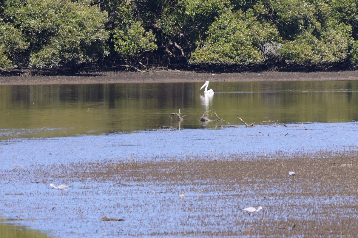 Australian Pelican - ML642047192