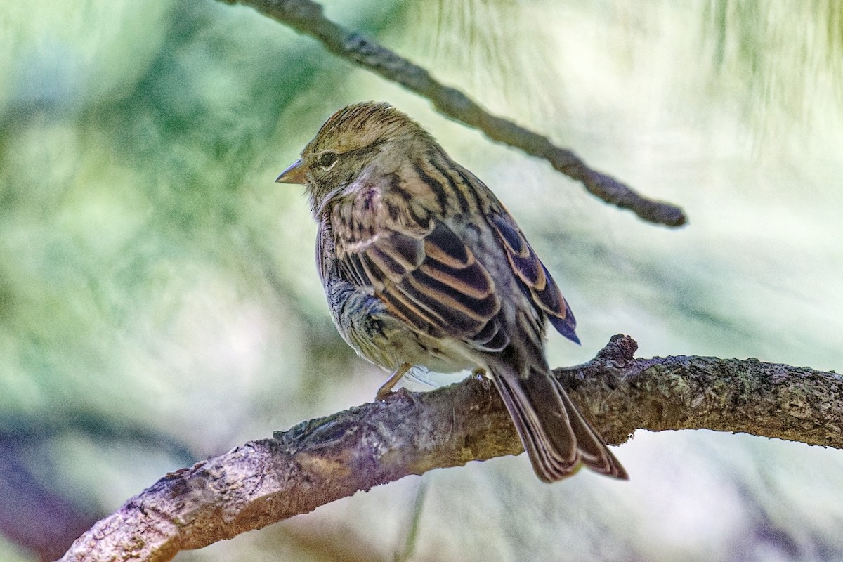 Spizella sp. - ML642047226