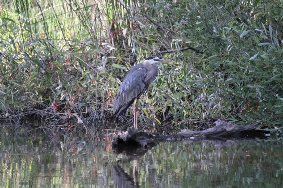 Great Blue Heron - ML642047235