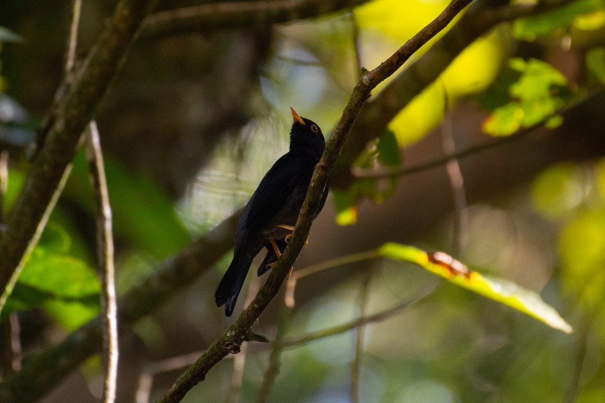 Yellow-legged Thrush - ML642047236