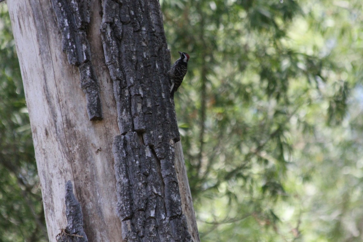 Nuttall's Woodpecker - ML642047238