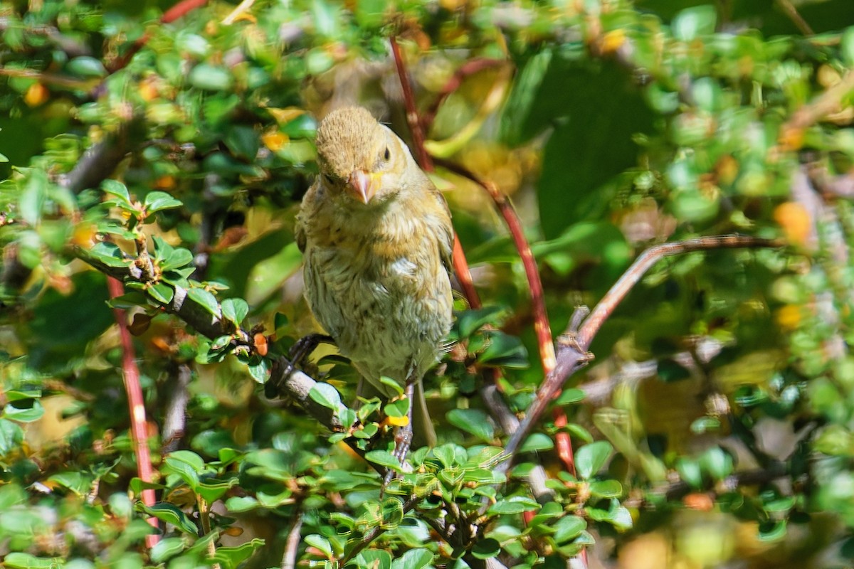 Lazuli Bunting - ML642047241