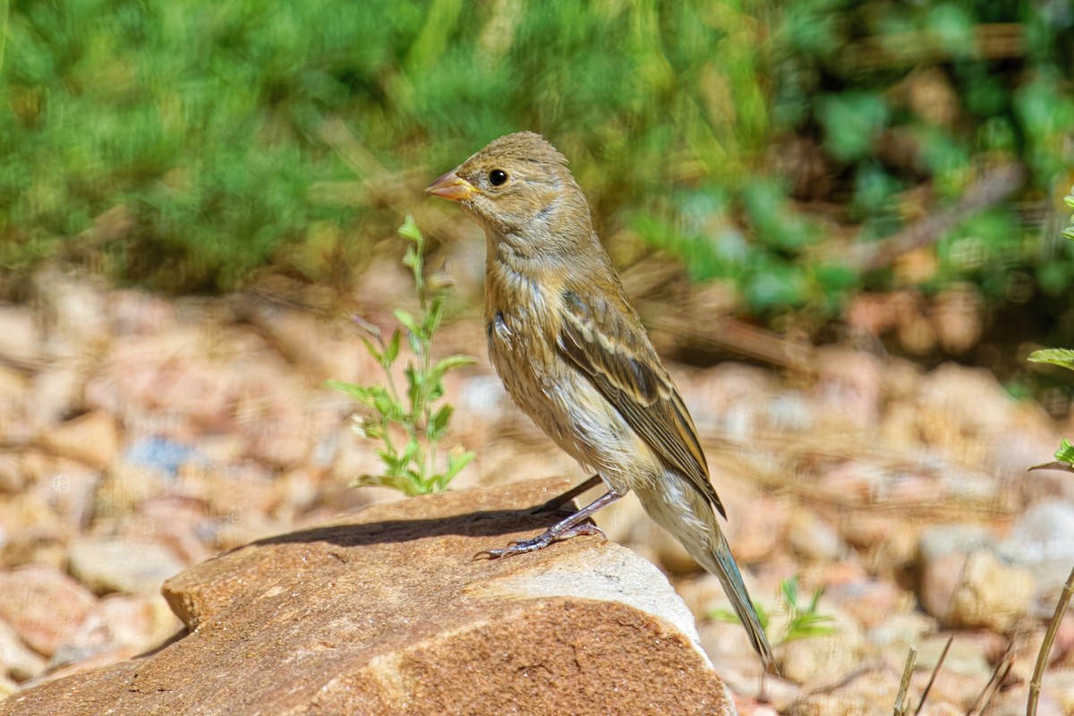 Lazuli Bunting - ML642047242