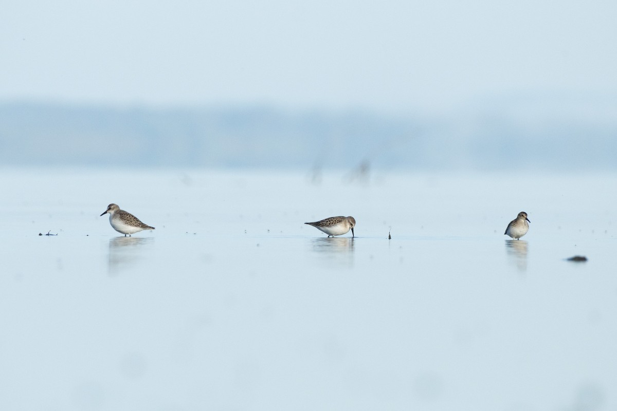 Semipalmated Sandpiper - ML642047244