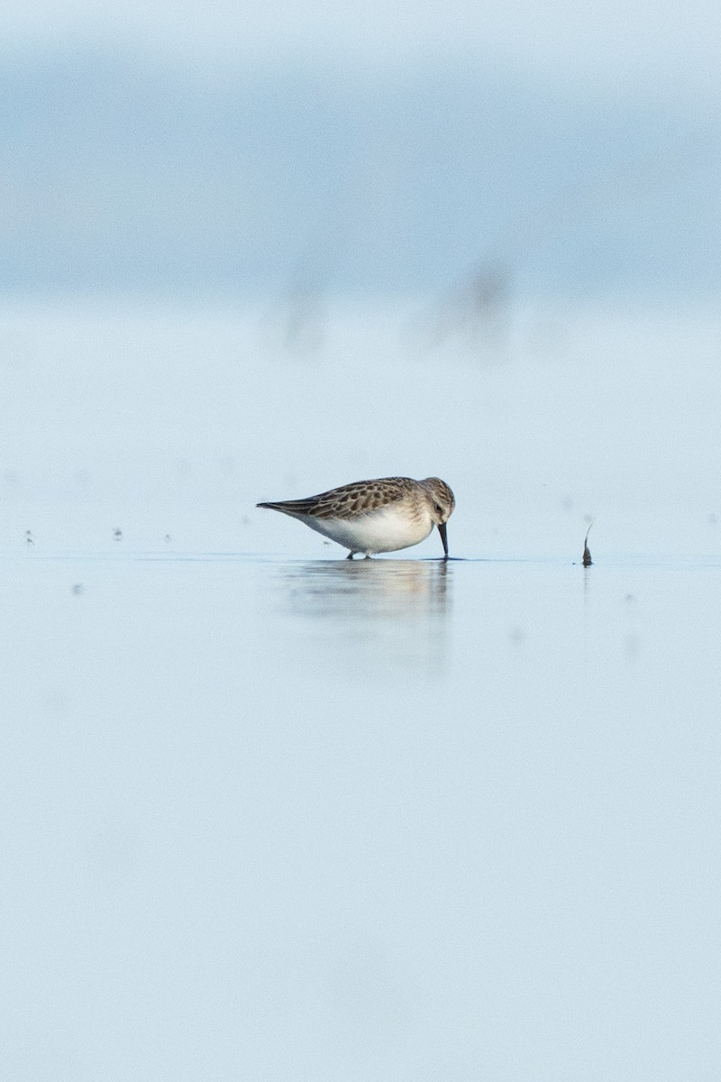 Semipalmated Sandpiper - ML642047245