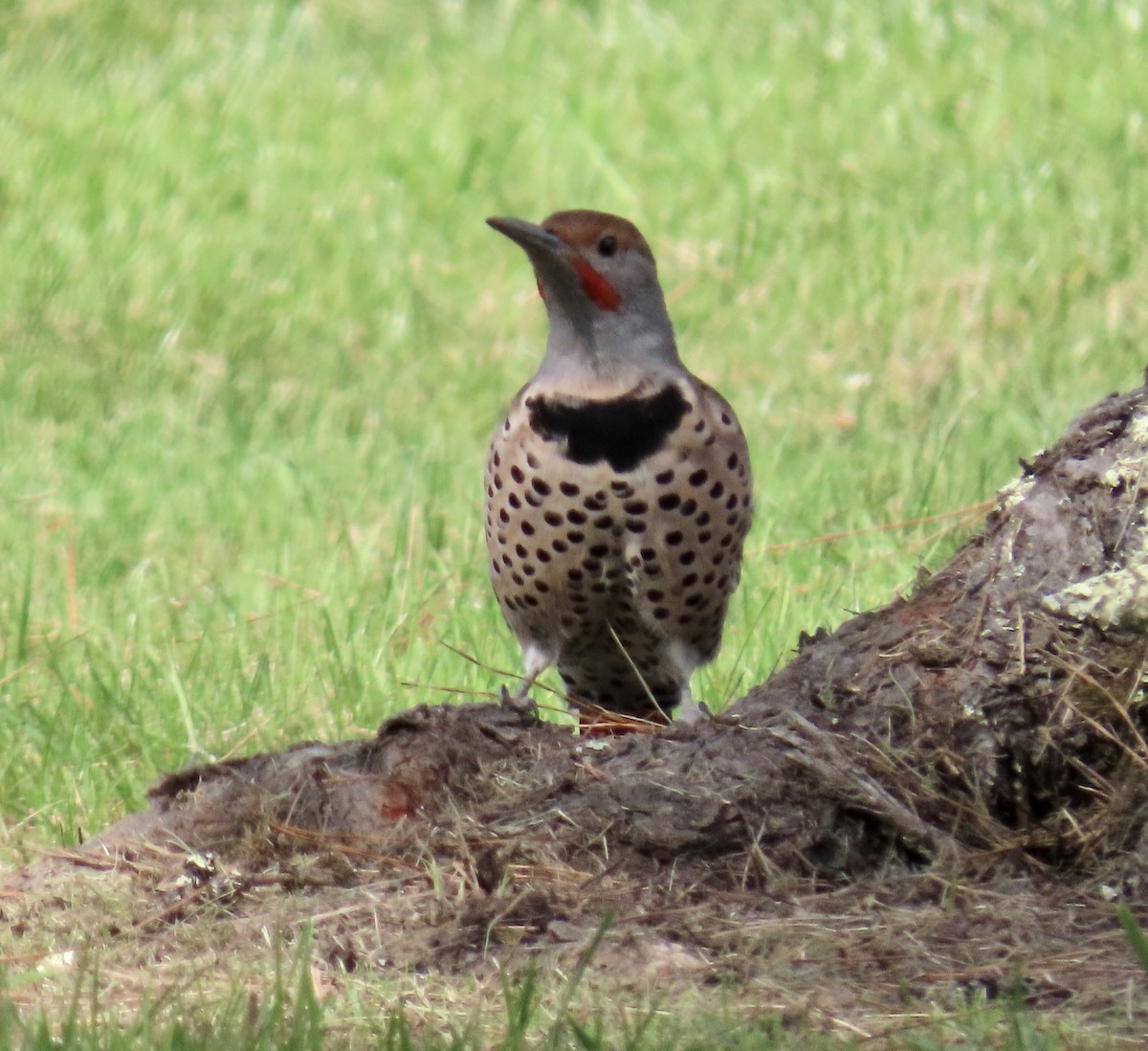 Northern Flicker - ML642047246