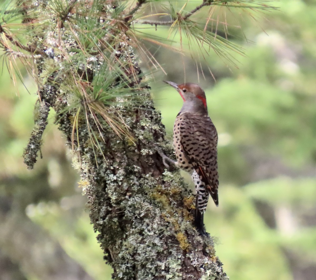 Northern Flicker - ML642047247