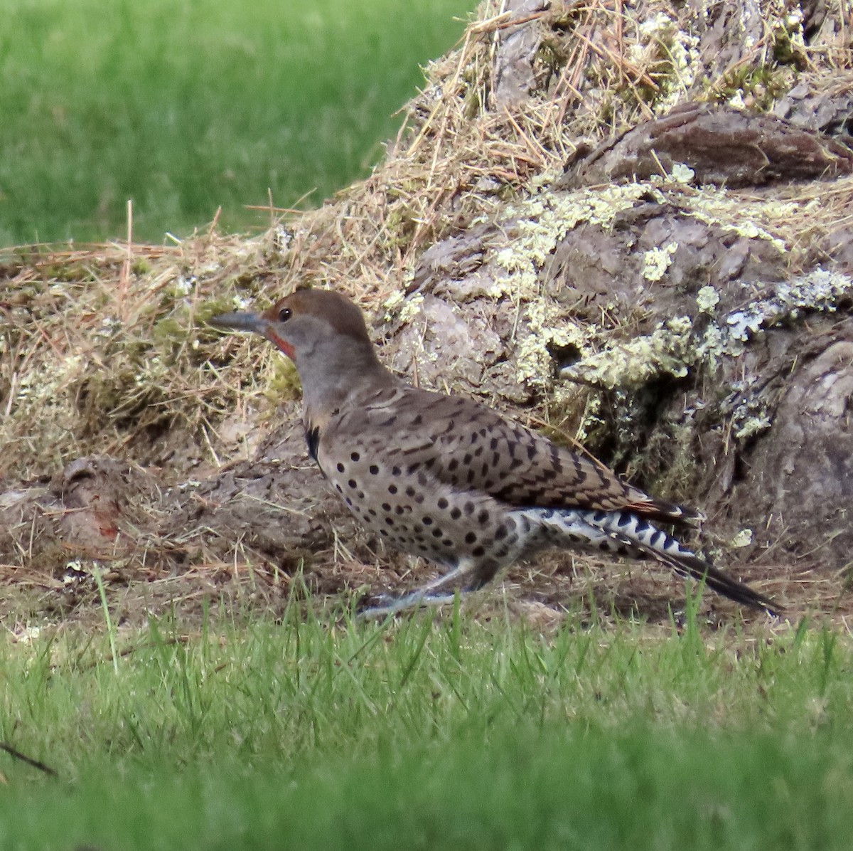 Northern Flicker - ML642047249
