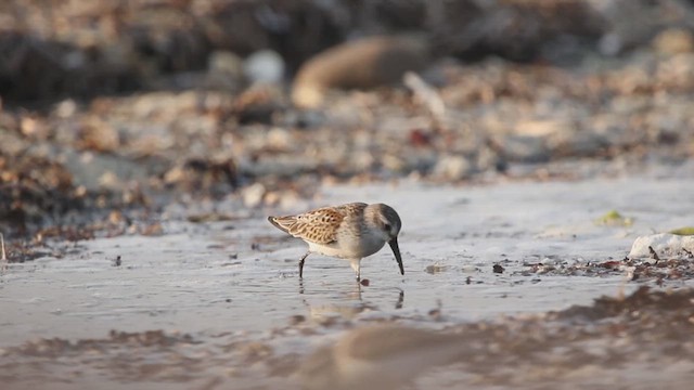 Western Sandpiper - ML642047252