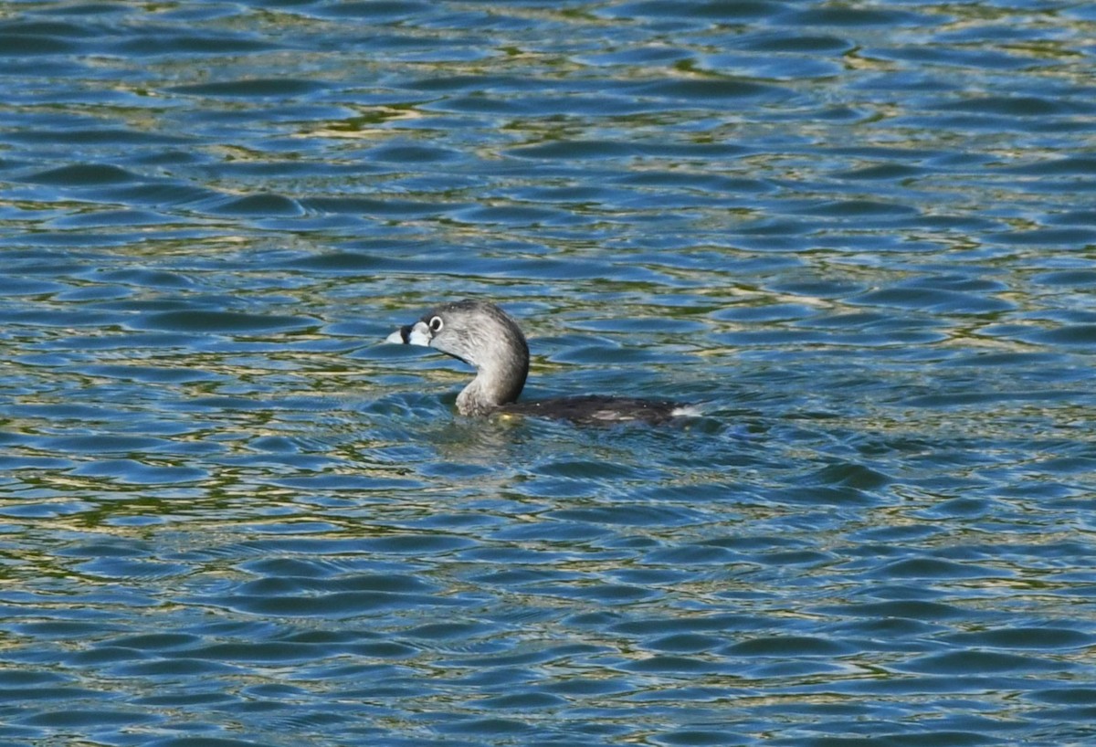 Pied-billed Grebe - ML642047256