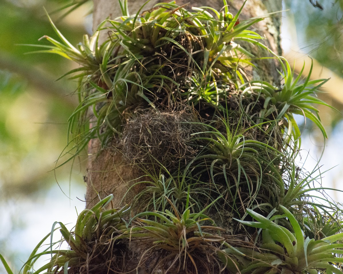 Rufous-headed Tanager - ML642047257