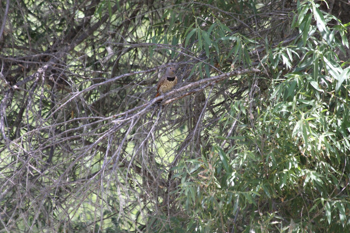 Northern Flicker - ML642047259