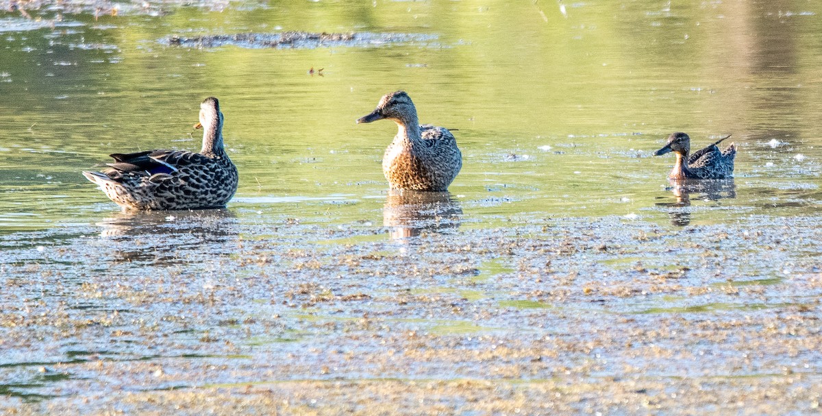 Blue-winged Teal - ML642047260
