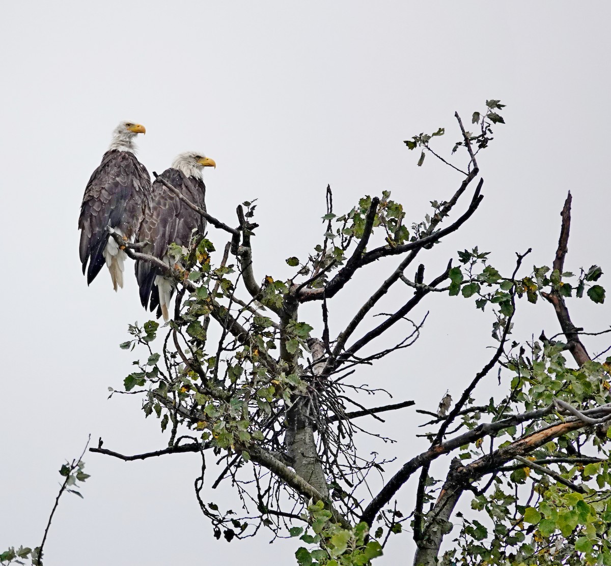 Bald Eagle - ML642047267