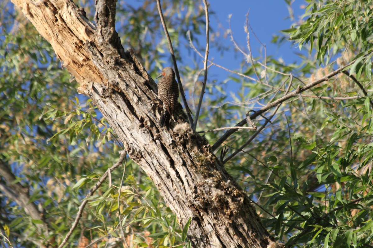 Northern Flicker - ML642047268