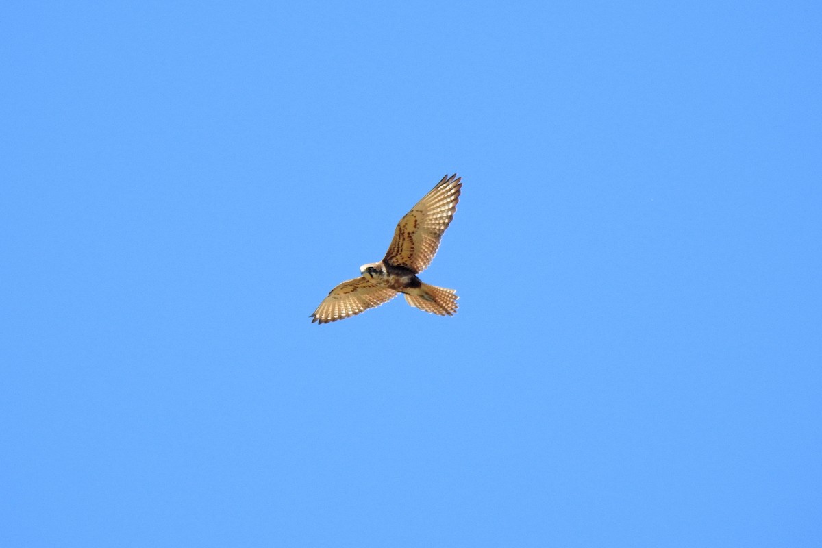 Brown Falcon - ML642047293