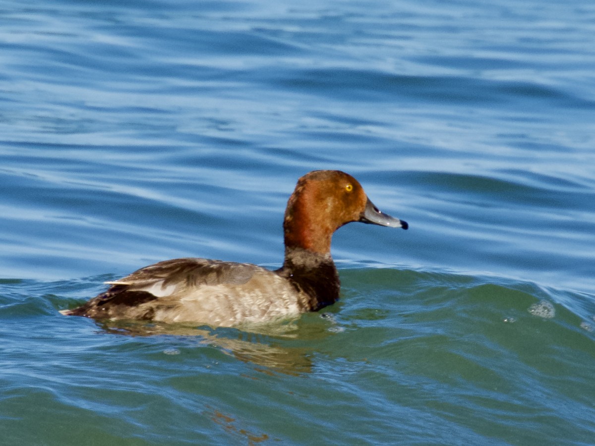 Redhead - ML642047299