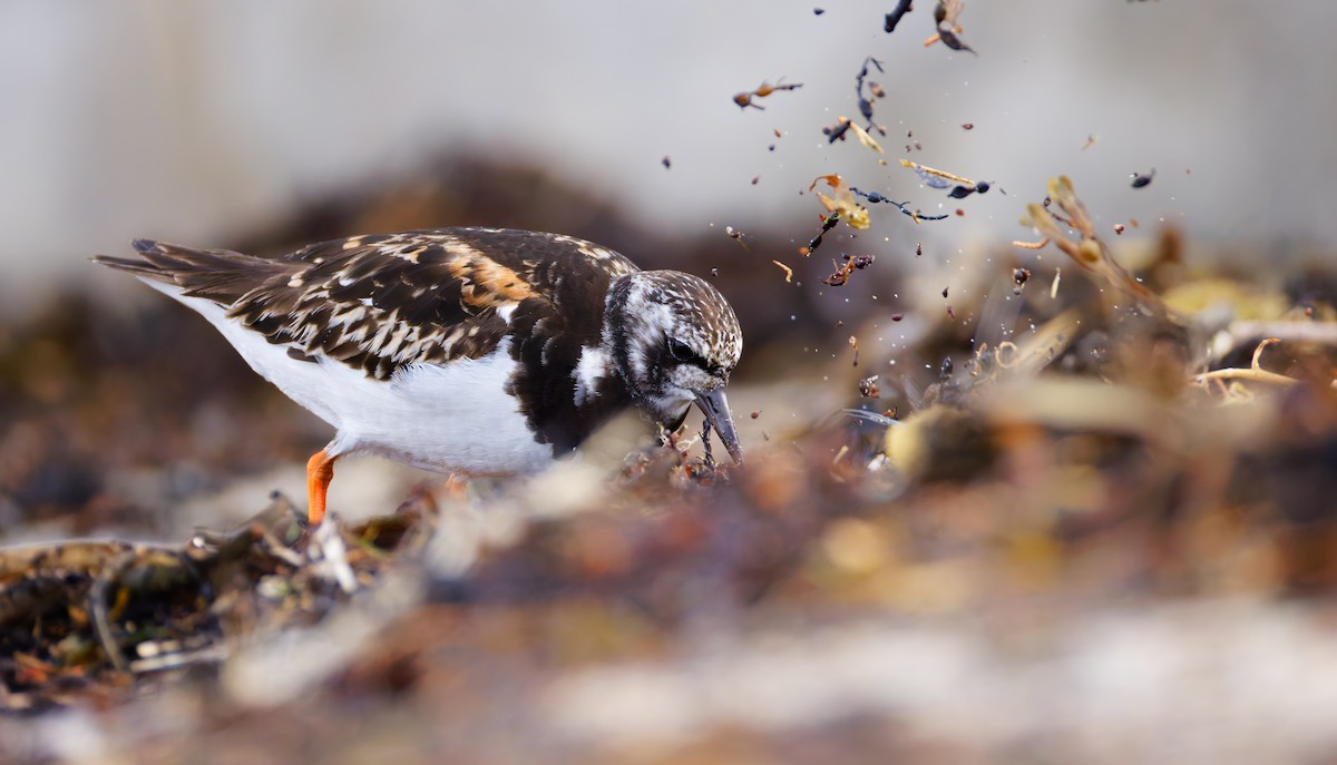 Vuelvepiedras Común - ML642047305
