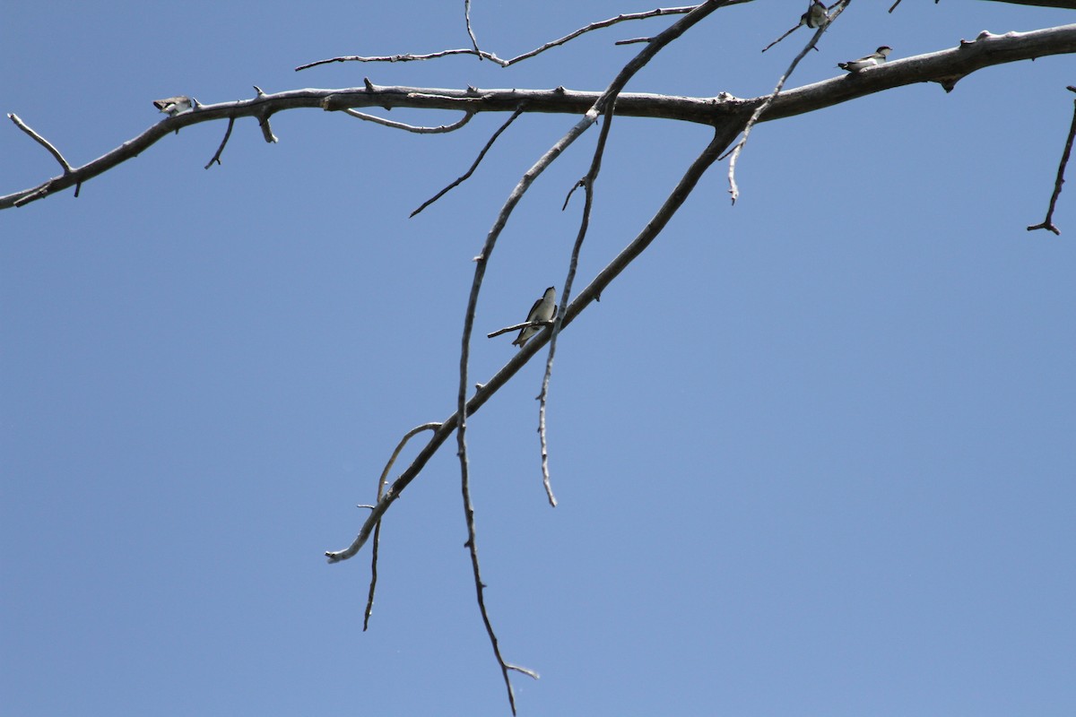 Violet-green Swallow - ML642047306